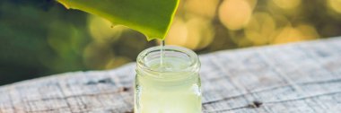 Aloe vera bitki üzerinden damlayan şeffaf özü şişe yaprakları.