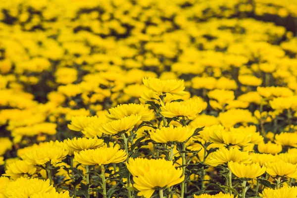 Vista Cercana Flores Color Amarillo Brillante — Foto de Stock