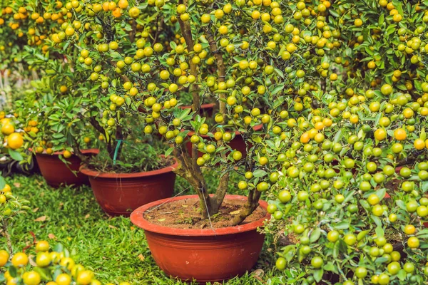 Zářivé Oranžové Citrusové Plody Stromech Kumquat Počest Vietnamský Nový Rok — Stock fotografie