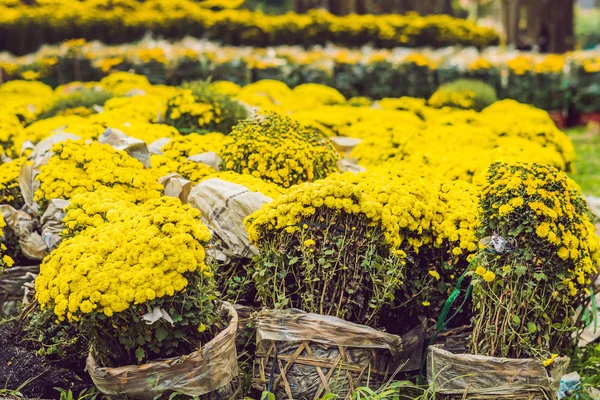 Ramos Flores Amarillas Bolsas Plástico Aire Libre — Foto de Stock