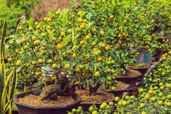 Zářivé Oranžové Citrusové Plody Stromech Kumquat Počest Vietnamský Nový Rok — Stock fotografie
