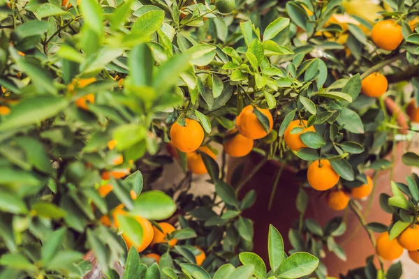 Zblízka Zářivé Oranžové Citrusových Plodů Kumquat Strom Počest Vietnamský Nový — Stock fotografie