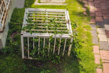 Doğa bir kafeste. Ccage kilitli bitkiler ile.