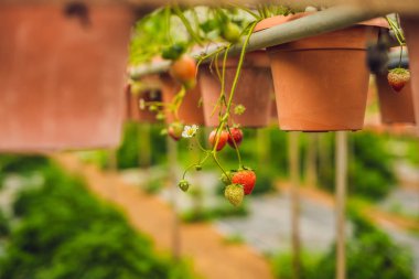 Çiftlikte büyüyen taze organik çilek.