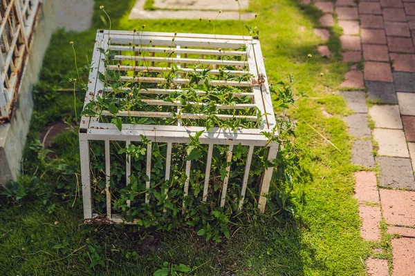 Doğa bir kafeste. Ccage kilitli bitkiler ile.