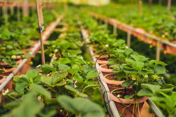 Fresh Organic Strawberries Growing Farm — Stock Photo, Image