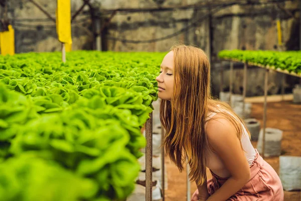 Fazendeiro planta de pesquisa em fazenda de salada hidropônica. Conceito de agricultura e cientista — Fotografia de Stock