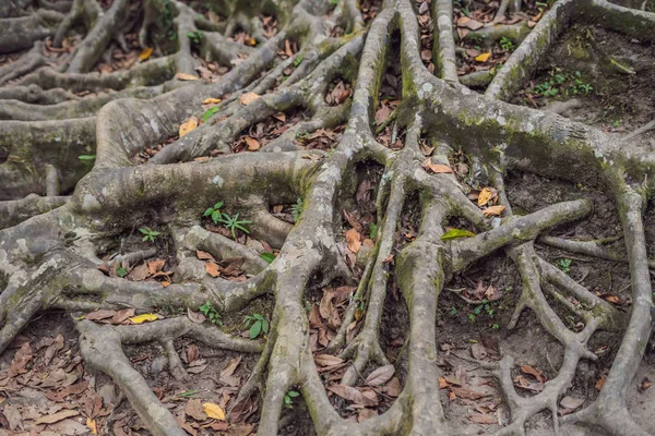 Крупный План Древнего Гигантского Дерева Парке Бали Индонезия — стоковое фото