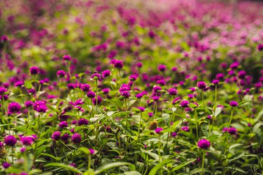 gomphrena globosa or Fireworks Flower is a beautiful pink small flower in garden. clipart