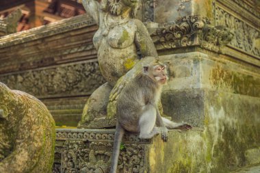 Uzun kuyruklu makak Macaca fascicularis kutsal maymun orman, Ubud, Endonezya.