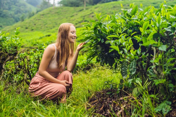 Kobiet Turystycznych Plantacji Herbaty Naturalne Herbaty Wybranych Świeżych Liści Farmy — Zdjęcie stockowe