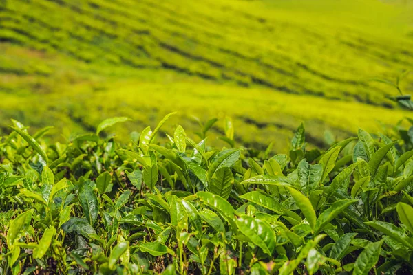 Πράσινο Μπουμπούκι Τσαγιού Και Φρέσκα Φύλλα Φυτείες Τσαγιού — Φωτογραφία Αρχείου