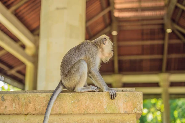 Macachi Dalla Coda Lunga Macaca Fascicularis Sacred Monkey Forest Ubud — Foto Stock