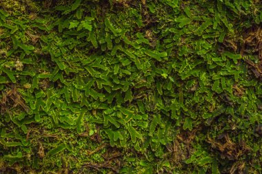 Taş duvar yosun ve eğrelti otları ile kaplı arka plan olarak.