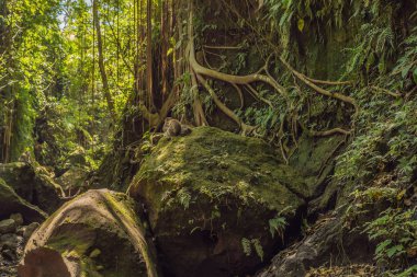 Uzun kuyruklu makak Macaca fascicularis kutsal maymun orman, Ubud, Endonezya.