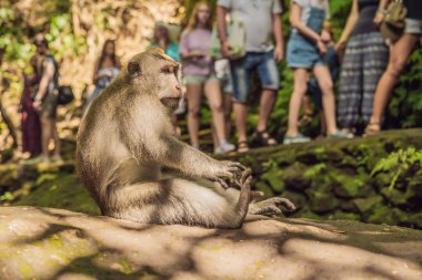 Uzun kuyruklu makak Macaca fascicularis kutsal maymun orman, Ubud, Endonezya.