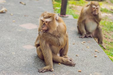 Macaca maymunlar, Phuket, Tayland en yüksek tepe üzerinde Khao Toh Sae bakış açısı.