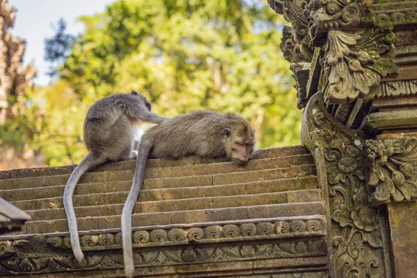 Long Tailed Makaków Scenerii Sacred Monkey Forest Ubud Indonezja — Zdjęcie stockowe