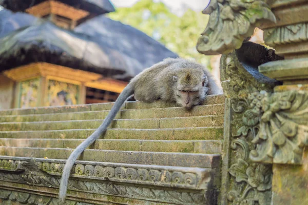 Длиннохвостые Макаки Macaca Fascicularis Священном Обезьяньем Лесу Убуд Индонезия — стоковое фото