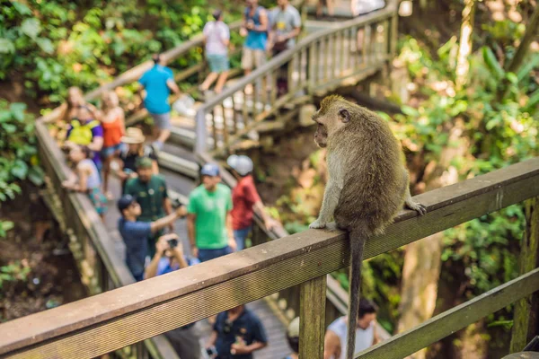 Macacos Cauda Longa Macaca Fascicularis Floresta Macaco Sagrado Ubud Indonésia — Fotografia de Stock