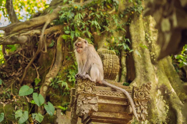 Macaques Longue Queue Macaca Fascicularis Dans Forêt Singes Sacrés Ubud — Photo