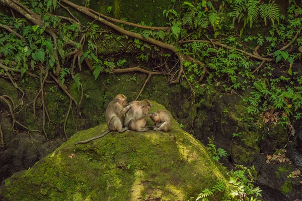 Macachi Dalla Coda Lunga Macaca Fascicularis Sacred Monkey Forest Ubud — Foto Stock