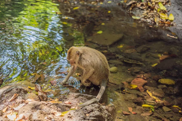 Long Tailed Macaque Macaca Fascicularis Looking Food River Forest Monkeys — Stock Photo, Image