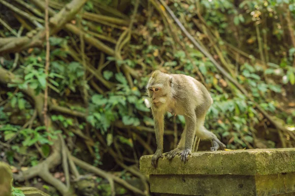 Long Tailed Macaques Macaca Fascicularis Sacred Monkey Forest Ubud Indonesia — Stock Photo, Image