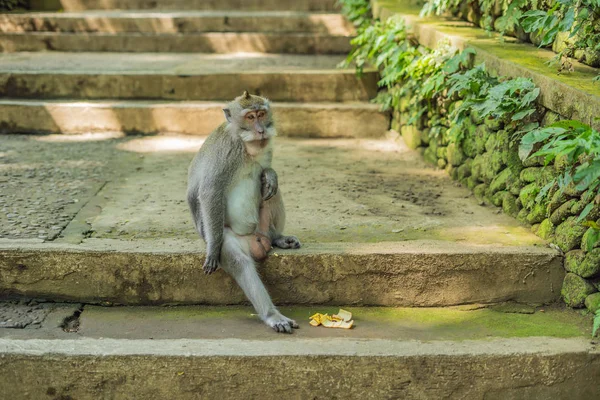 Длиннохвостые Макаки Macaca Fascicularis Священном Обезьяньем Лесу Убуд Индонезия — стоковое фото