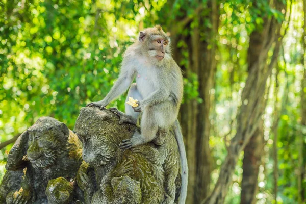 Macaques Longue Queue Macaca Fascicularis Dans Forêt Singes Sacrés Ubud — Photo