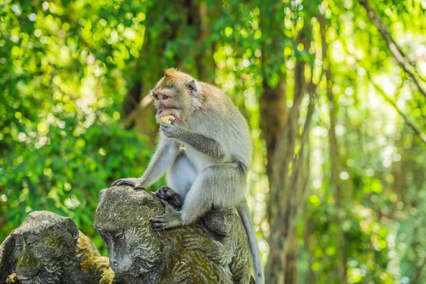 Macacos Cola Larga Macaca Fascicularis Sacred Monkey Forest Ubud Indonesia — Foto de Stock