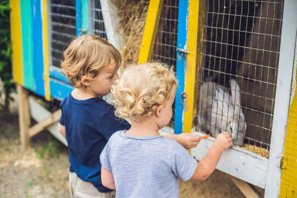 Niña Niño Son Alimentados Con Conejos Zoológico Mascotas — Foto de Stock