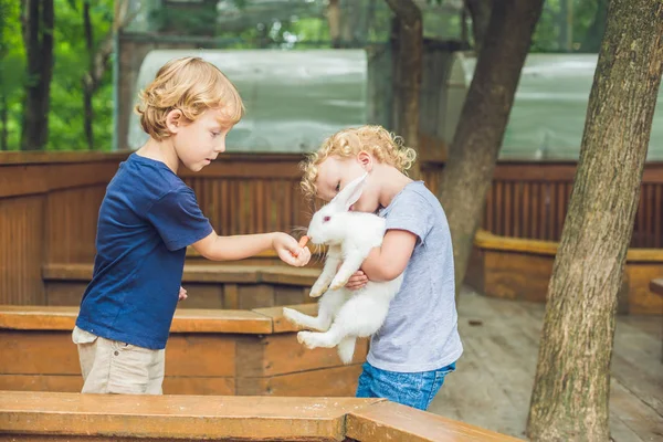 Fille Garçon Sont Nourris Lapins Dans Zoo Caressant — Photo