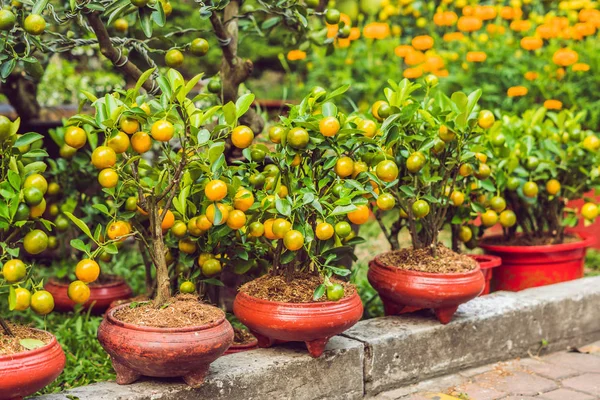 Closeup Zářivé Oranžové Citrusových Plodů Stromech Kumquat Počest Vietnamský Nový — Stock fotografie