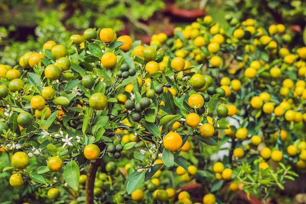 Closeup Zářivé Oranžové Citrusových Plodů Stromech Kumquat Počest Vietnamský Nový — Stock fotografie