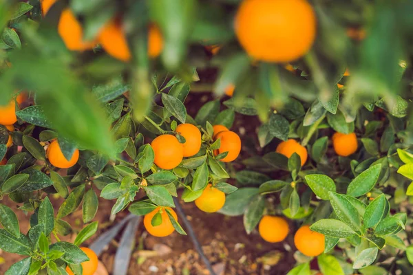 Closeup Zářivé Oranžové Citrusových Plodů Stromech Kumquat Počest Vietnamský Nový — Stock fotografie