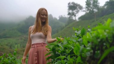 Slowmotion atış highlands çay tarlaları ziyaret genç bir kadın. Taze, çay kavramı