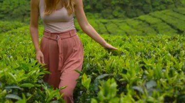 Slowmotion atış highlands çay tarlaları ziyaret genç bir kadın. Taze, çay kavramı