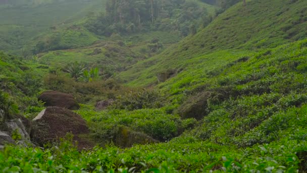 Foto panorámica de una terraza de té de las tierras altas — Vídeo de stock