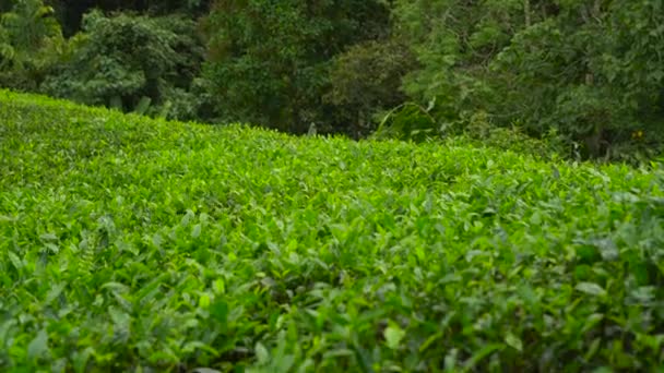 Panoramische opname van een theeplantages hooglanden — Stockvideo