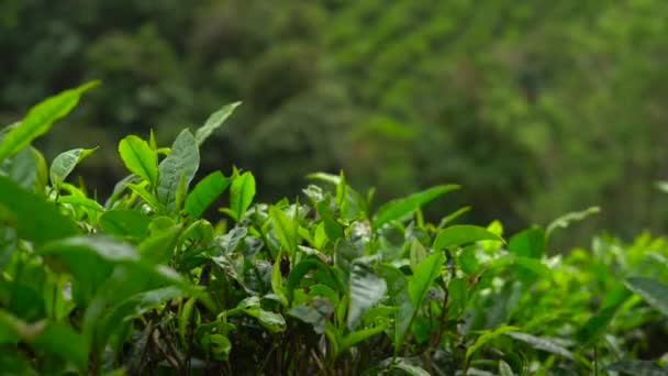Tiro panorâmico de umas plantações de chá de terras altas — Vídeo de Stock
