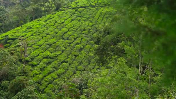 Panoramaaufnahme einer Teeplantage im Hochland — Stockvideo