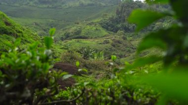 Highlands çay tarlaları panoramik çekim.