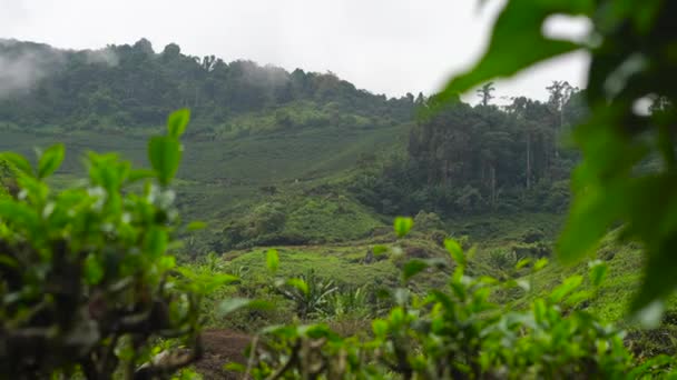 Panoramische opname van een theeplantages hooglanden — Stockvideo