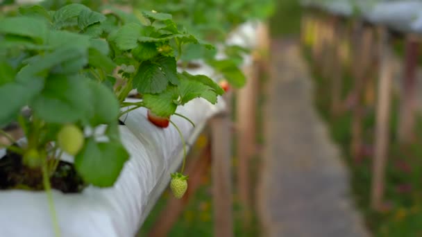 Fresa en una granja hidropónica — Vídeo de stock