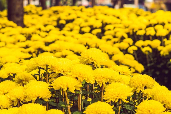Flores Amarillas Mercado Flores Chino — Foto de Stock
