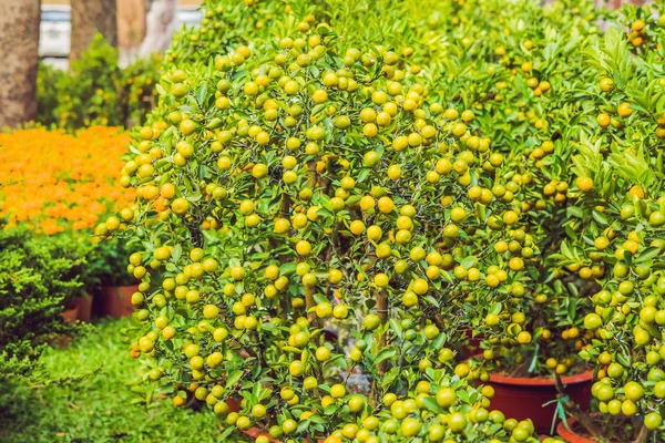 Detailní Záběr Živé Pomerančové Citrusové Plody Kumquat Stromu Počest Vietnamského — Stock fotografie