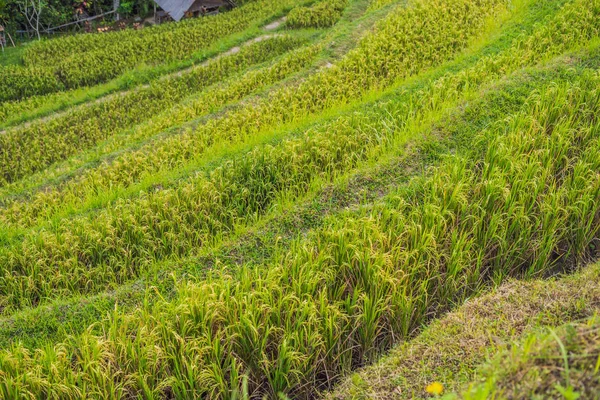 Green cascade rice field plantation at Tegalalang terrace, Bali, Indonesia