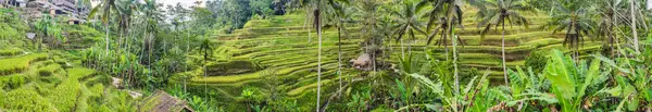 Zielona Kaskada Ryżu Pola Plantacji Tegalalang Terrace Bali Indonezja — Zdjęcie stockowe