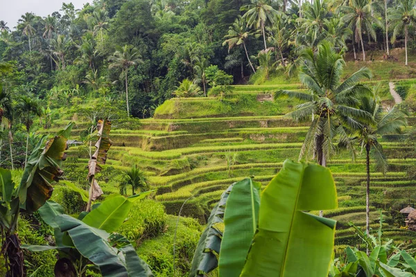 Green cascade rice field plantation at Tegalalang terrace, Bali, Indonesia